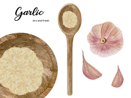 Watercolor illustration of fresh and dry garlic in wooden bowl and spoon. Kitchen spices and herbs set.の写真素材