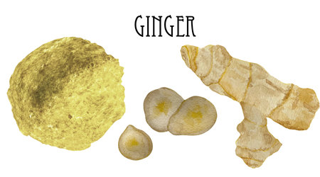 Watercolor illustration of fresh and dry ginger in wooden bowl and spoon. Kitchen spices and herbs set.の写真素材