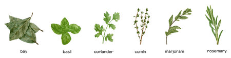 Watercolor fresh herbs: green basil, rosemary, cumin, thyme, bay leaves. Kitchen herbs and spices bannerの写真素材