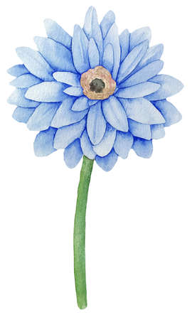 Watercolor illustration of blue gerbera single flower on whiteの写真素材