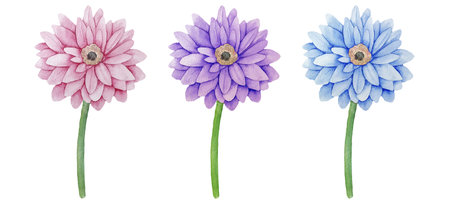 Watercolor illustration of three pink, purple and blue gerbera flowers on whiteの写真素材