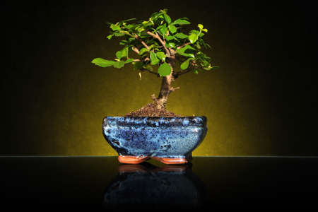 A small bonsai tree in a ceramic pot, studio shoot.の写真素材