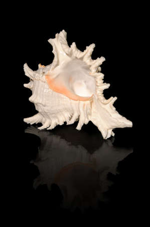 Sea shell isolated on black background with reflection, murex shellの写真素材