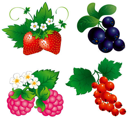 Set of berry, raspberry, blueberry, strawberry, currant, のイラスト素材