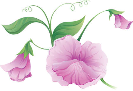 Sweet pea flower のイラスト素材