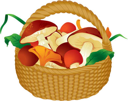 Basket with mushrooms のイラスト素材