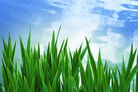 Green grass on a blue backgroundの写真素材
