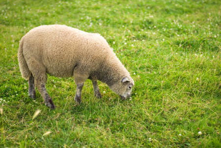 A sheep is eating grass in a fieldの写真素材