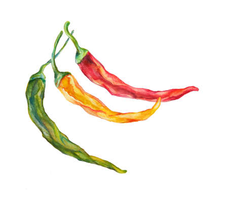 Watercolor, hot red, green, yellow chili peppers isolated on white background.の写真素材