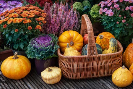 Thanksgiving decor with pumpkins  in a gardenの写真素材