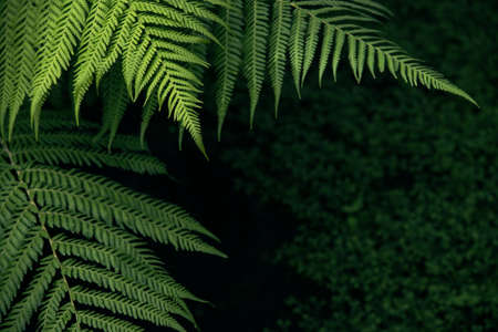 Freshness Green leaf of Fern, Place for textの写真素材