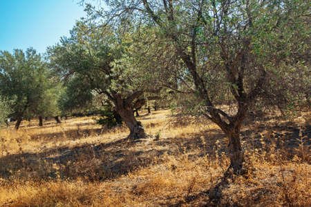 Mediterranean olive field with olive tree ready for harvest.の写真素材