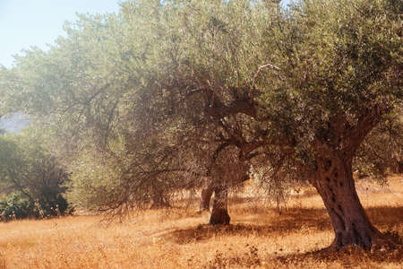 Mediterranean olive field with olive tree ready for harvest.の写真素材