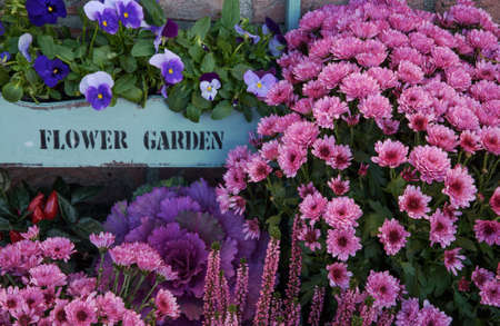 Autumn flowers outdoor in the garden, thanksgiving decorの写真素材