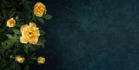 Decorative floral background with yellow rosesの写真素材