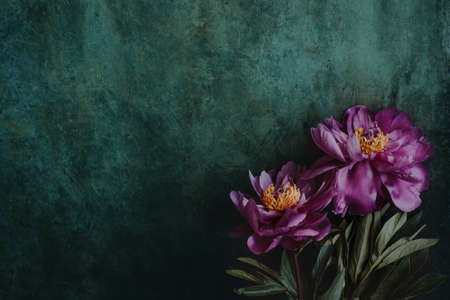 Old background with pink peonies. place for text congratulations, invitationsの写真素材