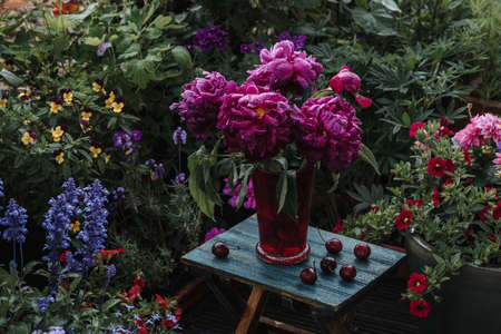 Pink peonies in a vase and cherries in the garden under rain. Rainy summer dayの写真素材