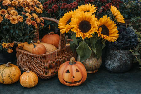 Halloween pumpkins decor with candles and sunflowersの写真素材