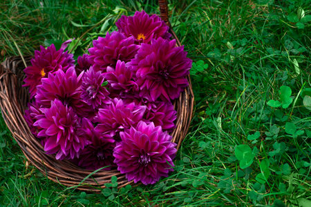 Cuted flowers Dahlia "Thomas A.Edison" in a basket in the garden on green grass, pretty purple dahlias with the curve petalsの写真素材