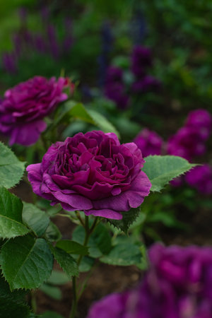 Beautiful rose 'Minerva' in the garden, belgian Floribunda, Lens Rosesの写真素材