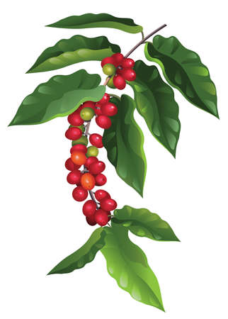 branch of coffee branch of coffee
