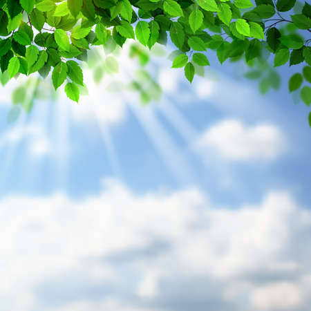 Summer fresh green leaves with sun rays on the skyのイラスト素材