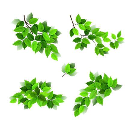 Set of branches with green fresh leaves isolated vector illustration.のイラスト素材