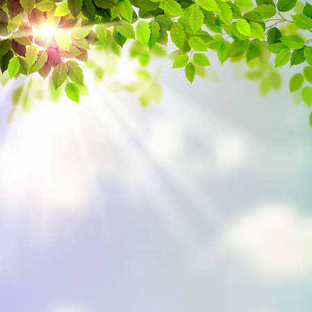 Summer fresh green leaves with sun rays on the skyのイラスト素材