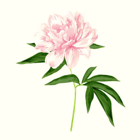 The single flowering light pink peonyのイラスト素材