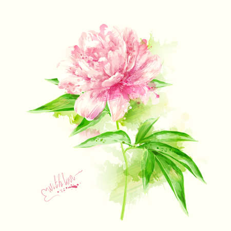 The single flowering light pink peony with blotsのイラスト素材