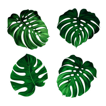 set of leaves monstera