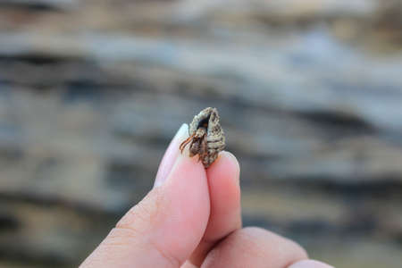 finger-length small sea snail against a rock background.の写真素材