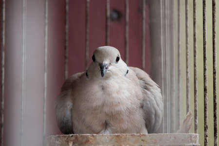 The front view of the face of a pigeon that is incubating its eggs behind the cage.の写真素材