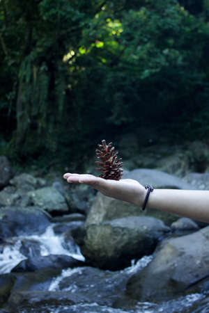 One dry pine or spruce flower on the palm against a background of faint green forest.