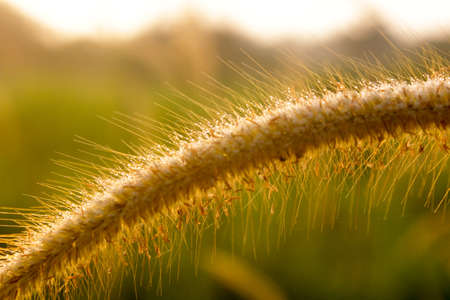 Close up of dew and fluff of tropical grass flowers or setaceum pennisetum against the backdrop of...