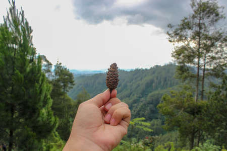 One dry pine or spruce flower on the fingertips against a backdrop of green pine forest.