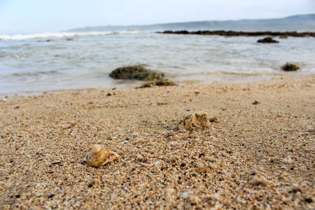 Broken shells mixed with beach sand.の写真素材