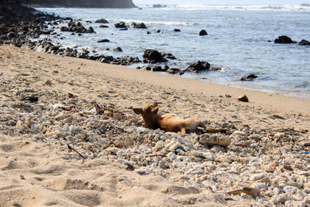 A brown dog basking in the sand and coral on the beach.の写真素材