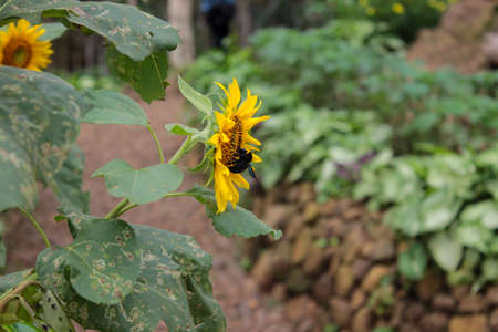 Beetles perch and suck honey on blooming sunflowers against a blurry background.の写真素材