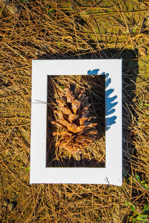 Brown pine cones lying in white color frame. Top view.の写真素材