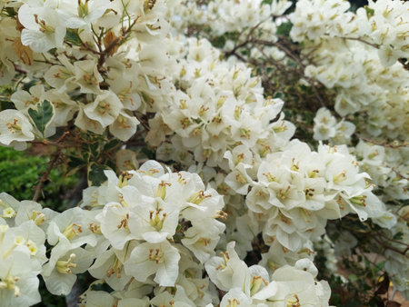 Beautiful white Bougainvillea flowers bloom in summer
