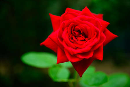 Red Roseの写真素材
