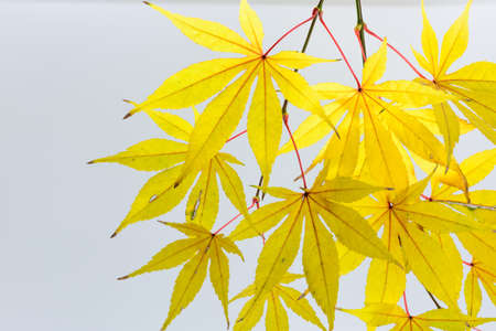 Autumn leaves
