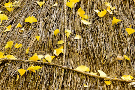 Gingko leaves on rice straw background