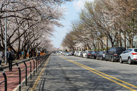 SEOUL, SOUTH KOREA  - MARCH 30, 2014   Cherry blossom along Yeouiseo-ro road behind the National Assembly of South Korea  in Yeouido island, Seoul, on March 30, 2014 のeditorial素材