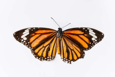 Common tiger butterfly isolated on whiteの写真素材