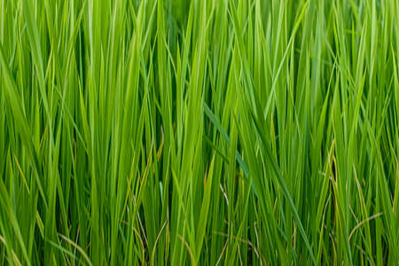 Long green grass backgroundの写真素材