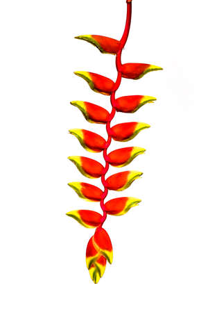Red tropical heliconia flower or bird of paradise flower isolated on white backgroundの写真素材