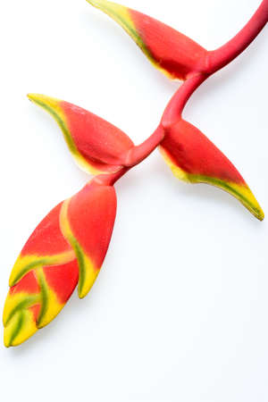 Closeup of heliconia flower or bird of paradise flower isolated on white backgroundの写真素材