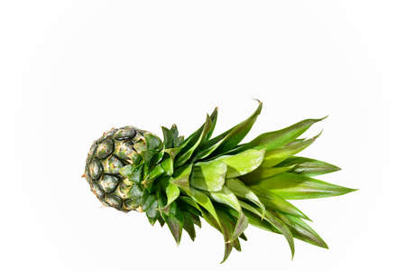 Small pineapple isolated on white backgroundの写真素材